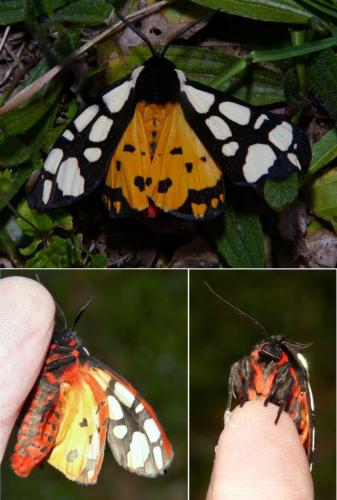 Réf. 299 851 : Arctia villica